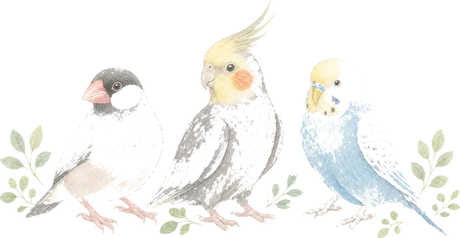 鳥の代表的な種類のイラスト